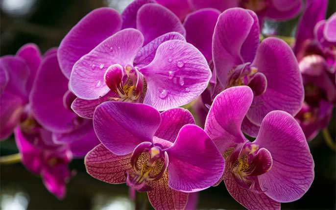 Орхидеи в домашних условиях будут расти хорошо, если обеспечить им обилие света