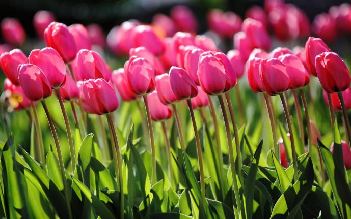 При помощи цветущих тюльпанов можно легко создать необходимое настроение