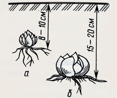 Азиатские и ЛА-гибридные лилии высаживаются на глубину не менее 8 и не более 10 сантиметров при условии мелкого посадочного материала или тяжёлых почв