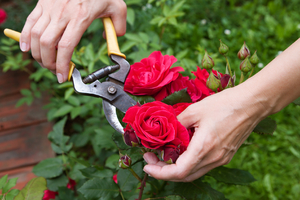 Как посадить розы