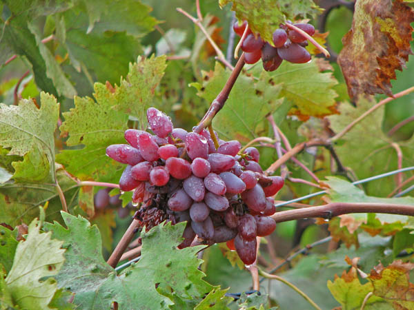 Виноград «Оригинал» полностью созревает за период от 135 до 145 дней