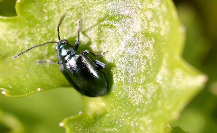 Виноградная блошка – жук, поедающий листья винограда и других культур