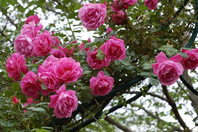 Для плетистых роз характерно редкое цветение в первый год после посадки саженцев
