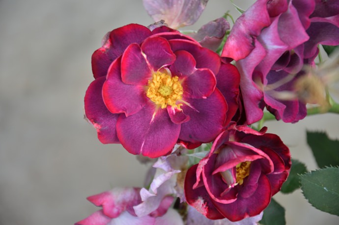 Почвопокровный вид розовых кустов стал результатом скрещивания роз Вихура с миниатюрными сортами