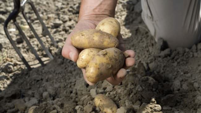 Очень важно успеть выкопать картофель в сухую осеннюю погоду