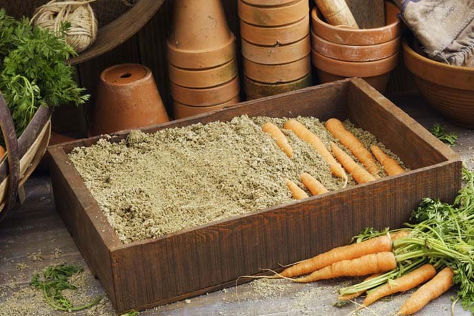 На сегодняшний день морковь можно хранить в ящике с песком