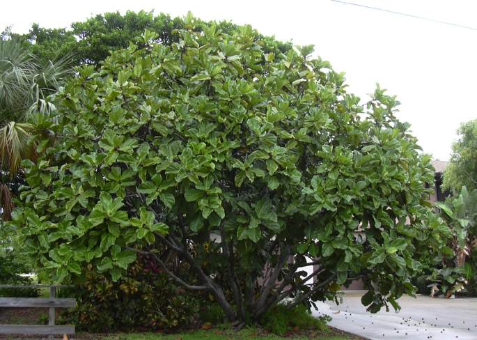 Лировидный фикус произрастает и в качестве отдельно стоящего дерева
