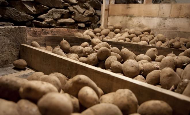 Сохранить урожай картофеля до весны без потерь – задача сложная, но вполне осуществляемая