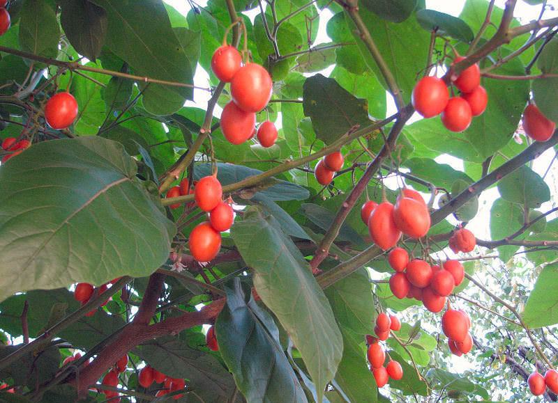 Плоды помидорного дерева полезны людям с повышенным кровяным давлением
