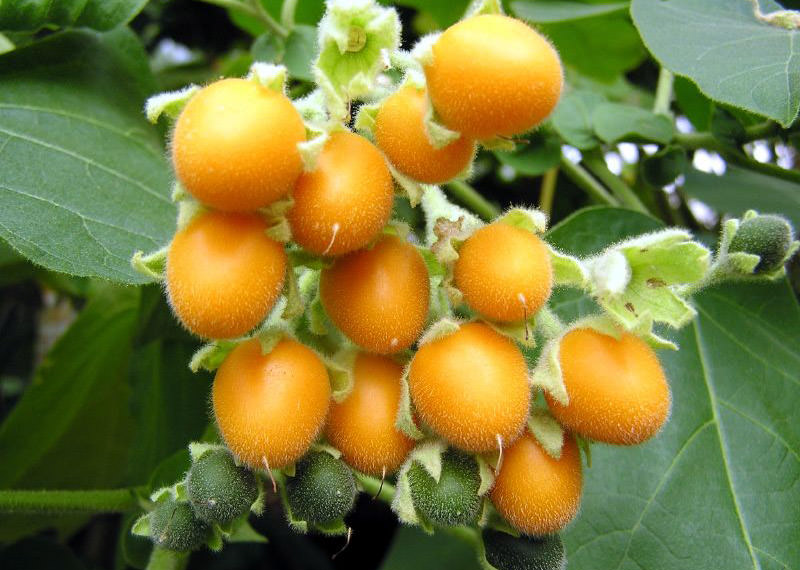 Сорт Inca Gold отличается очень красивыми оранжевыми плодами со вкусом абрикоса