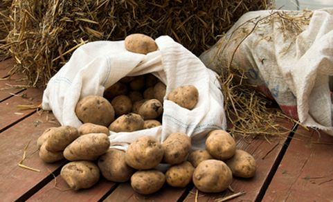 Выкопанный в осенний период картофель необходимо правильно заложить на хранение до весны