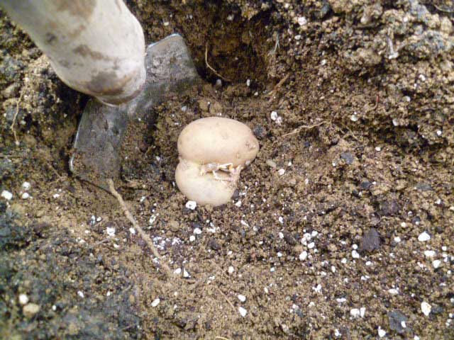 Даже неопытный огородник знает, что технология посадки картофеля достаточно проста