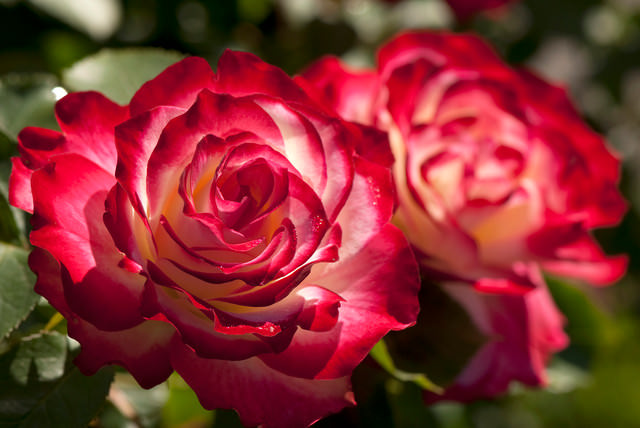 «Грандифлоры» – полюбившаяся разновидность роз, правильная посадка которых гарантирует прекрасный результат