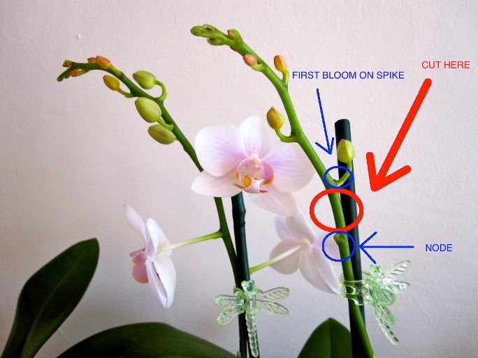 Орхидеи «Фаленопсис» хорошо подходят для выполнения черенкования