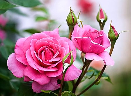 Роза — это королева сада, её цвета и формы удивляют садоводов своим разнообразием