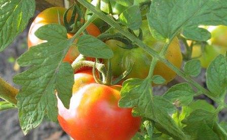 Задача ускорения созревания помидоров в теплице актуальна и вполне решаема