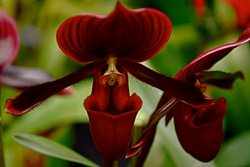 Люди вывели значительное количество разновидностей орхидей с великолепными цветами и необычными листьями