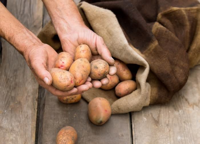 Хранение картофеля в мешках, при котором натуральная мешковина служит хорошим материалом для сохранения тепла и создания необходимой воздушной циркуляции