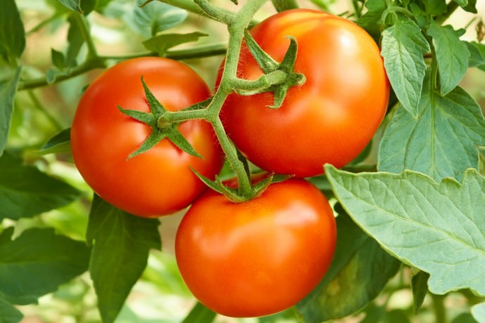 Выращивание помидора Король королей под пленочными укрытиями позволяет получить более высокий уровень продуктивности
