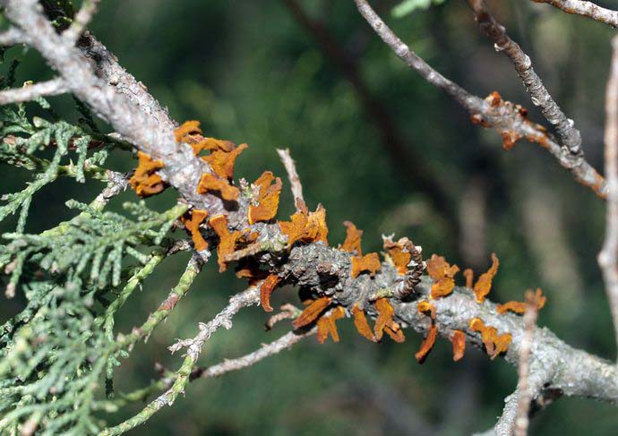 Наиболее часто в почвенно-климатических условиях нашей страны встречаются поражения можжевельника ржавчиной