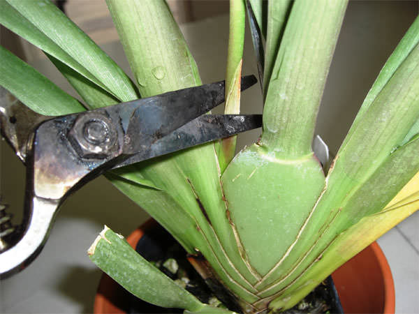 Цветонос комнатной орхидеи нужно обрезать возле самого основания растения и желательно полностью