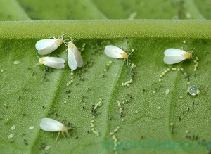 Личинки белокрылки на растениях