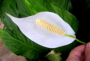 Спатифиллум цветущий 