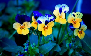 Анютины глазки, или виола трёхцветная, - одно из самых популярных растений
