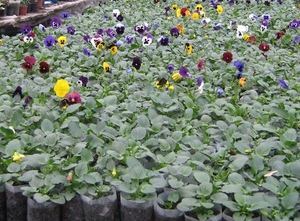 Технология выращивания Viola