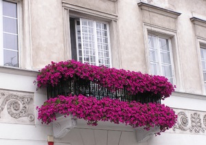 Фото цветов для балкона 