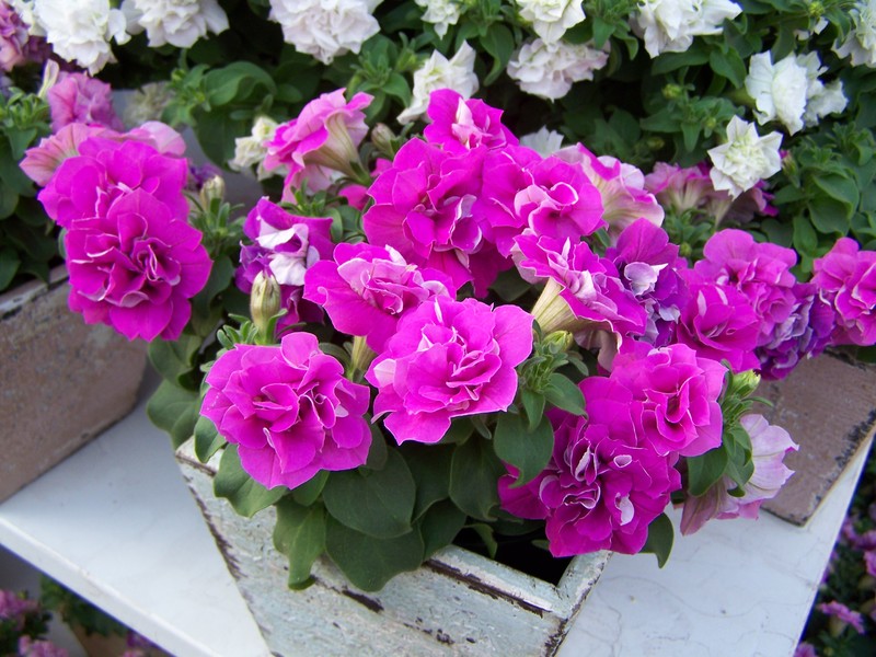 Лилово-фиолетовые цветки Double Purple