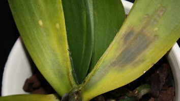 обморожение орхидеи