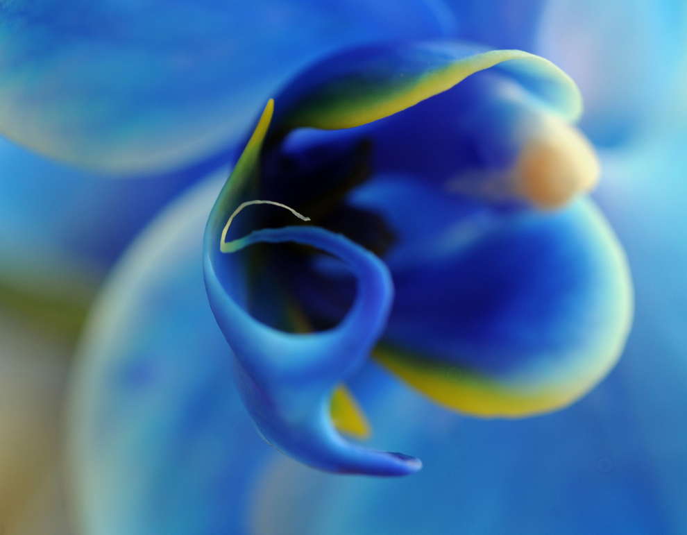 голубая орхидея фаленопсис