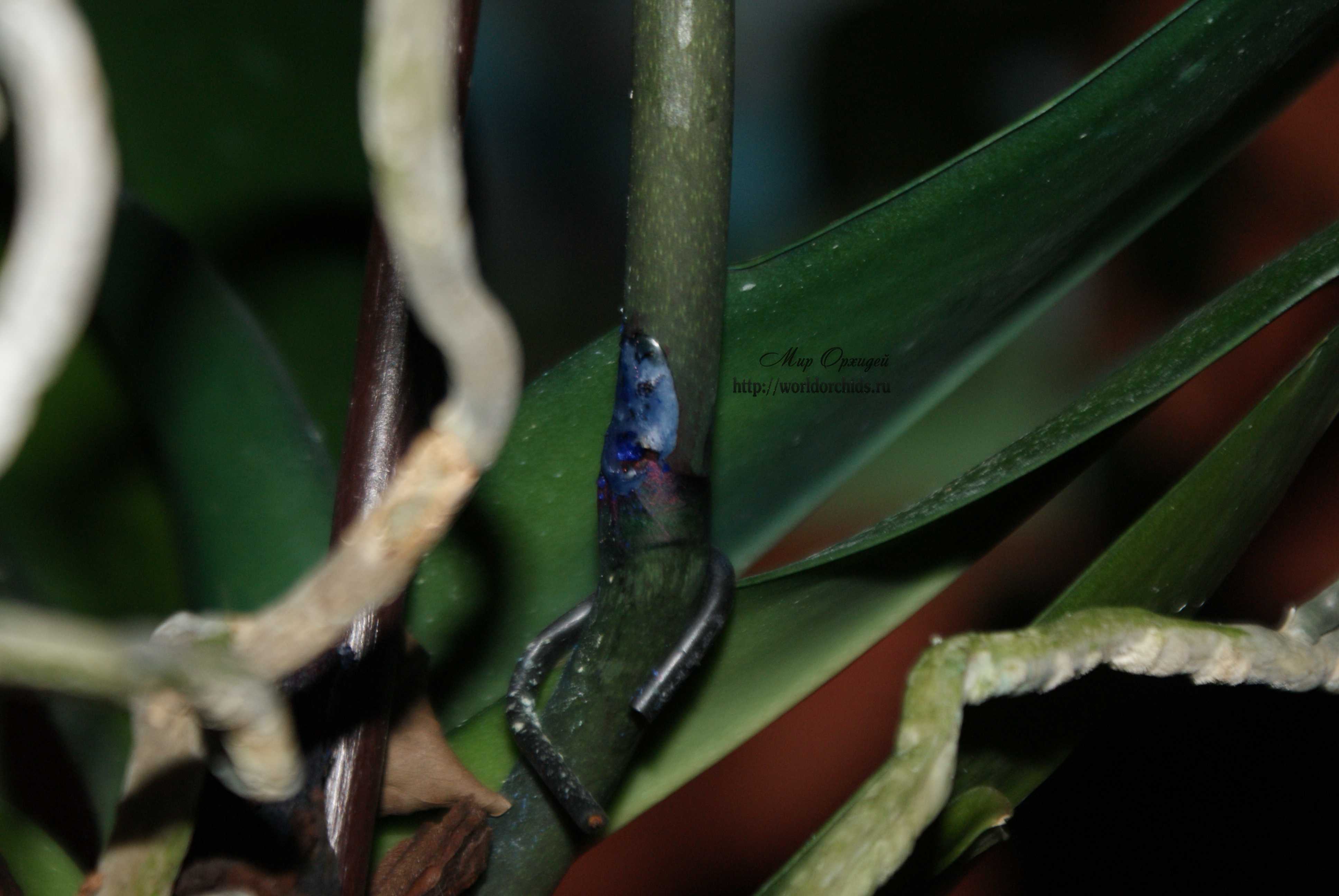 укол на синей орхидее