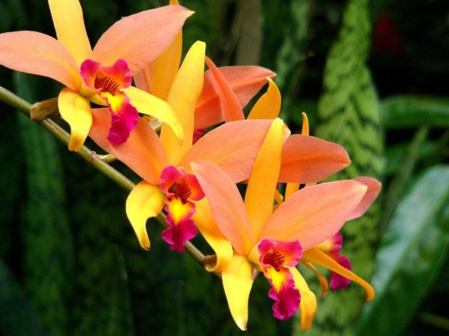 орхидея Лелия