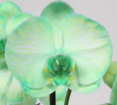 зеленая орхидея фаленопсис роял грин