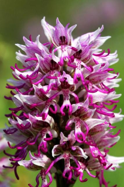орхидея Ятрышник