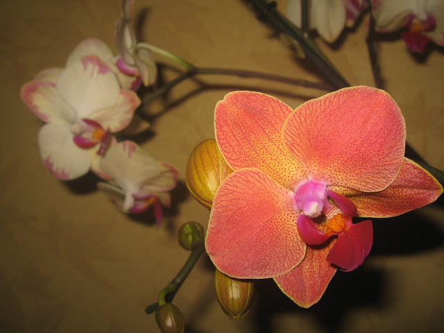 разные цветы на одной орхидее
