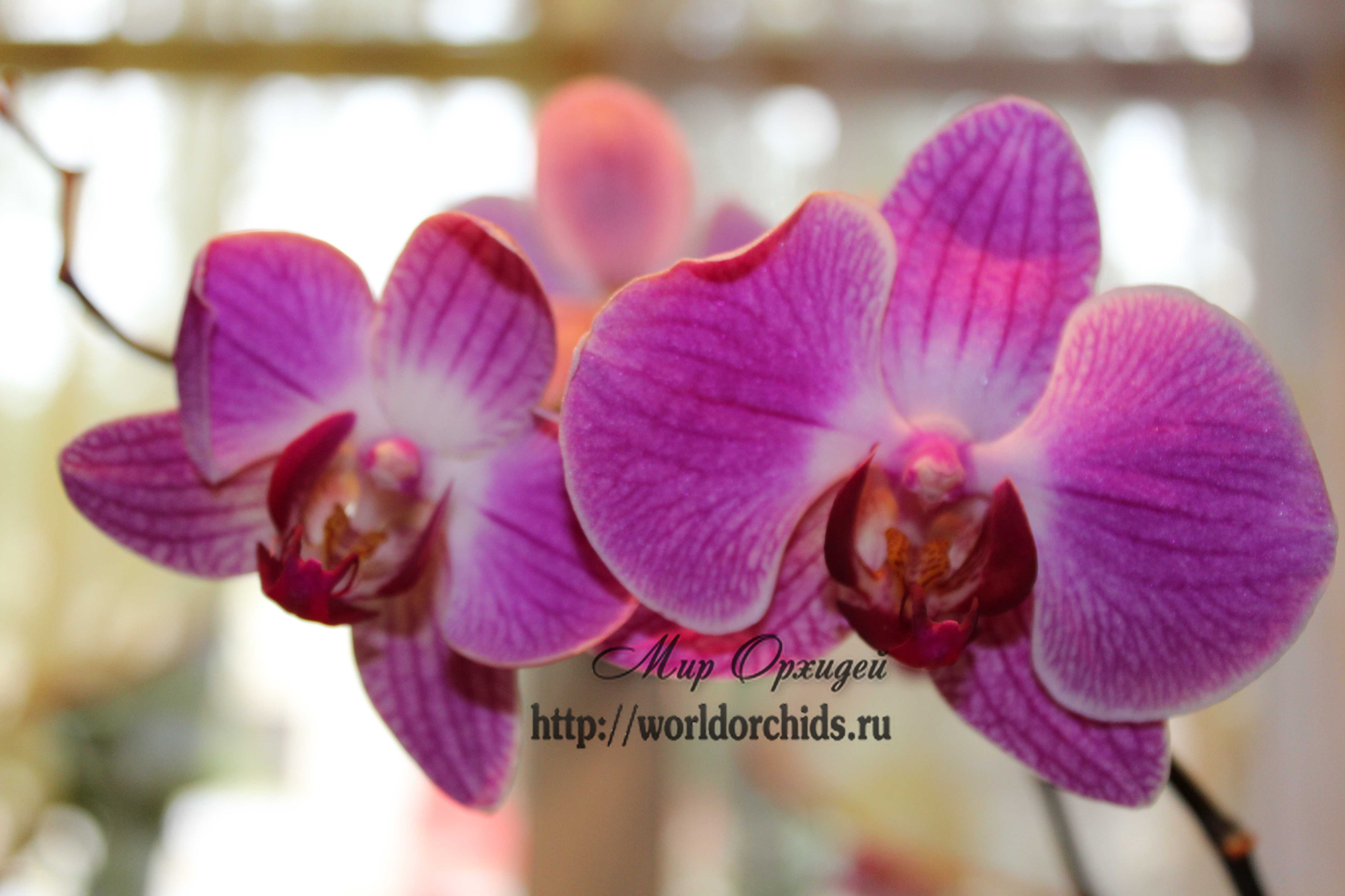 как заставить орхидею цвести