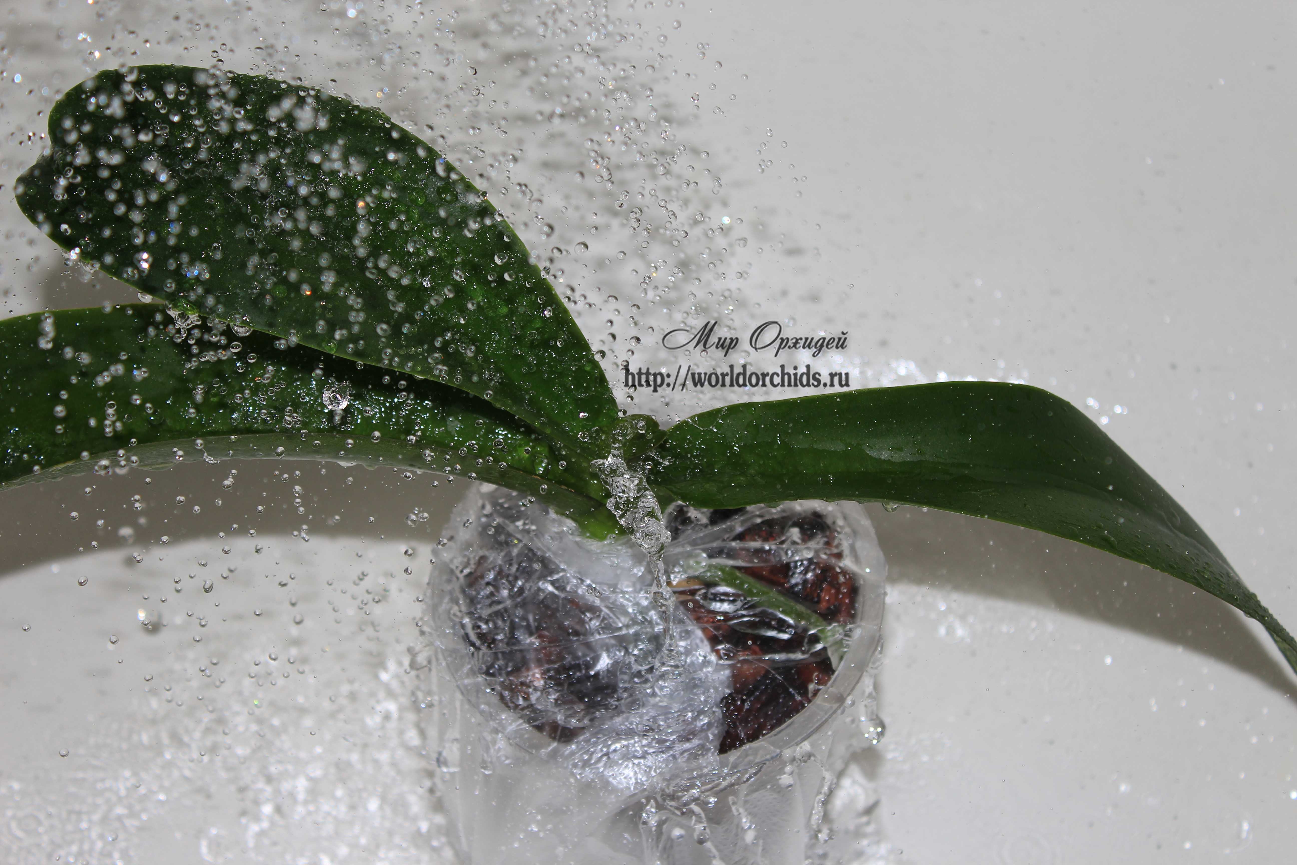 купание орхидеи под горячим душем