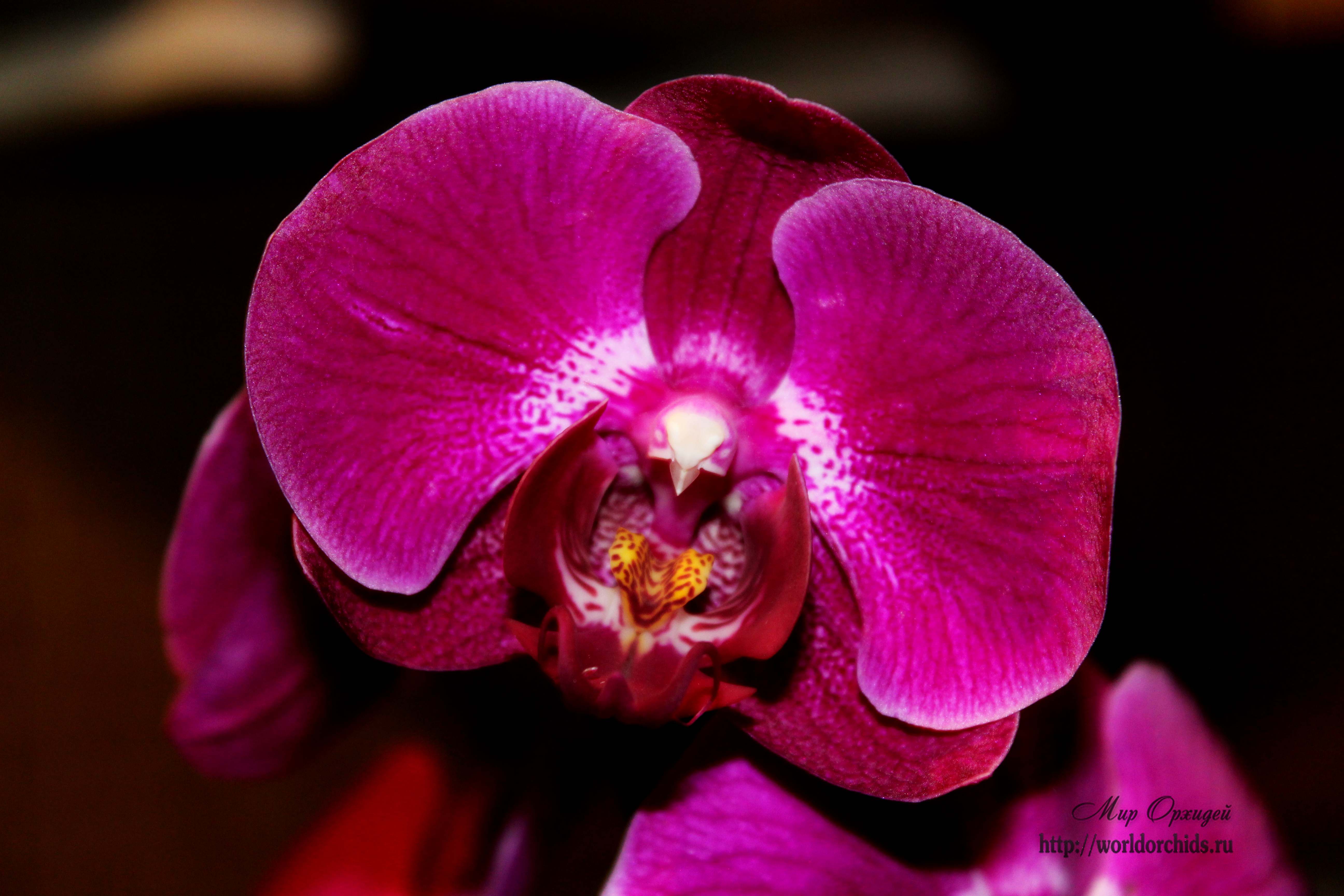 как ухаживать за орхидеей осенью