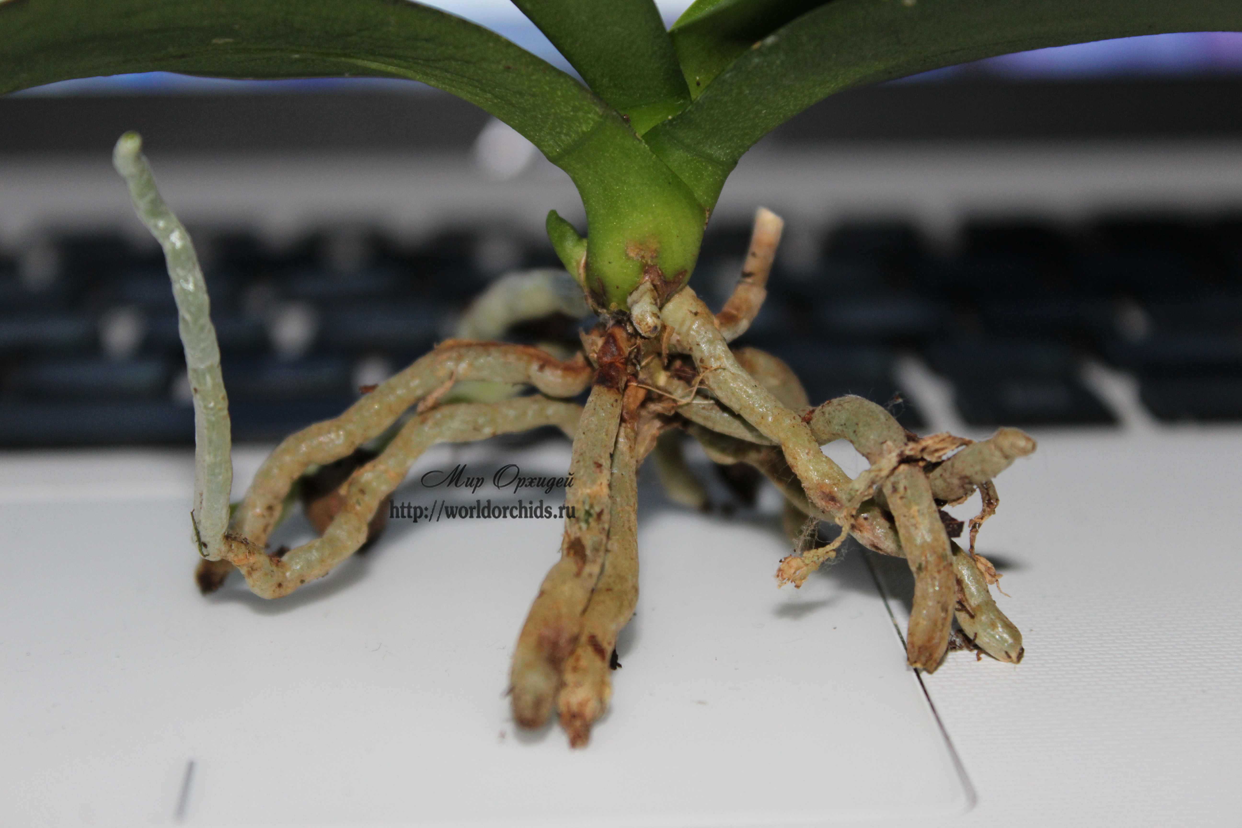 реанимация орхидеи в вермикулите