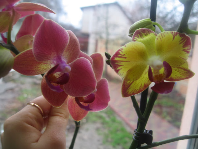 разные цветы на одной орхидее