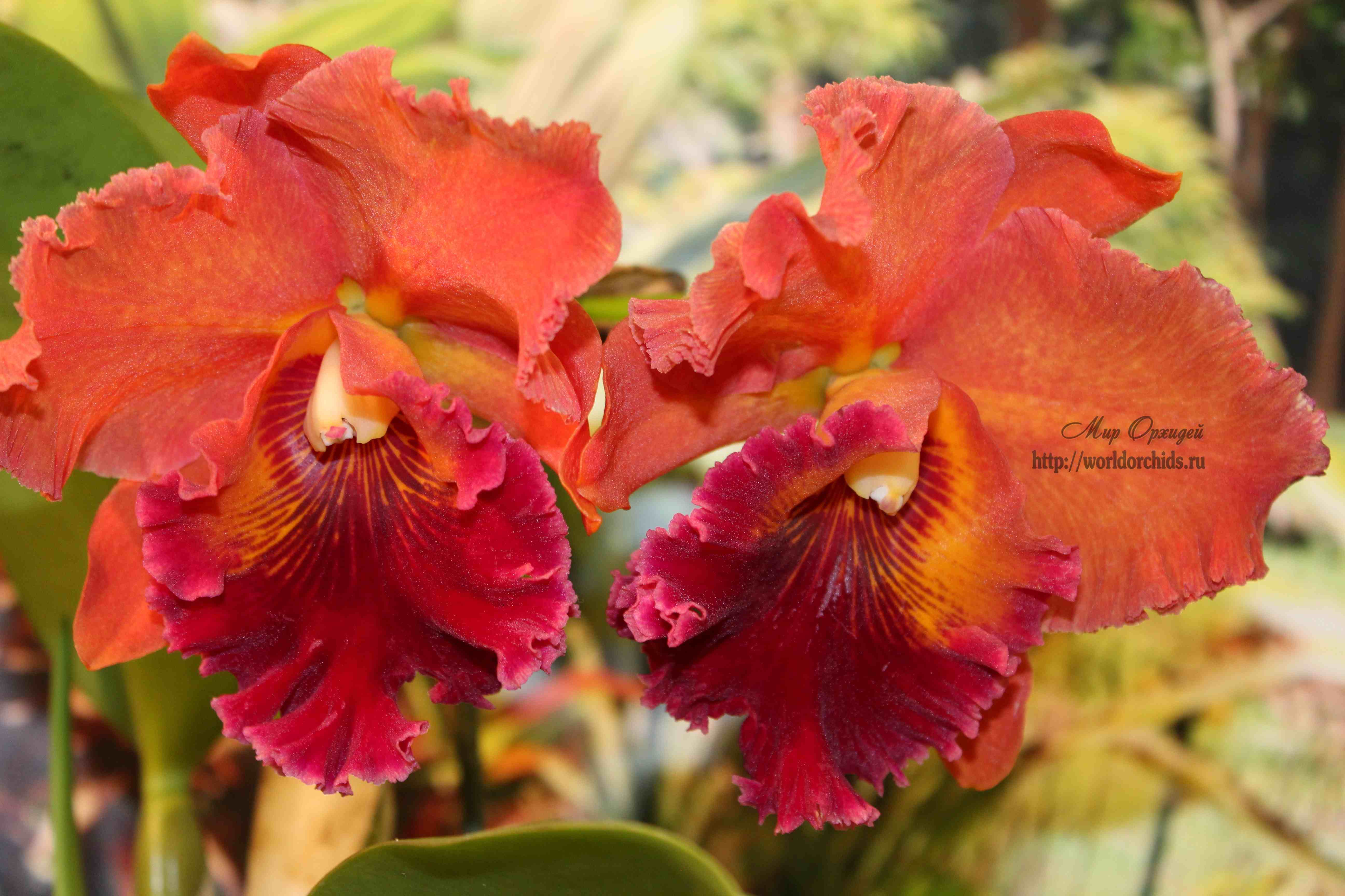 выставка орхидей 2015