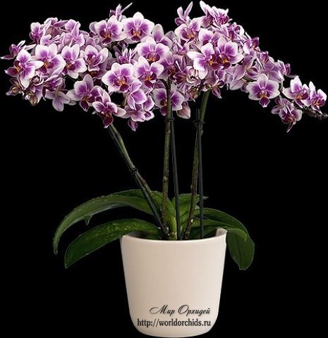 сколько цветет орхидея фаленопсис