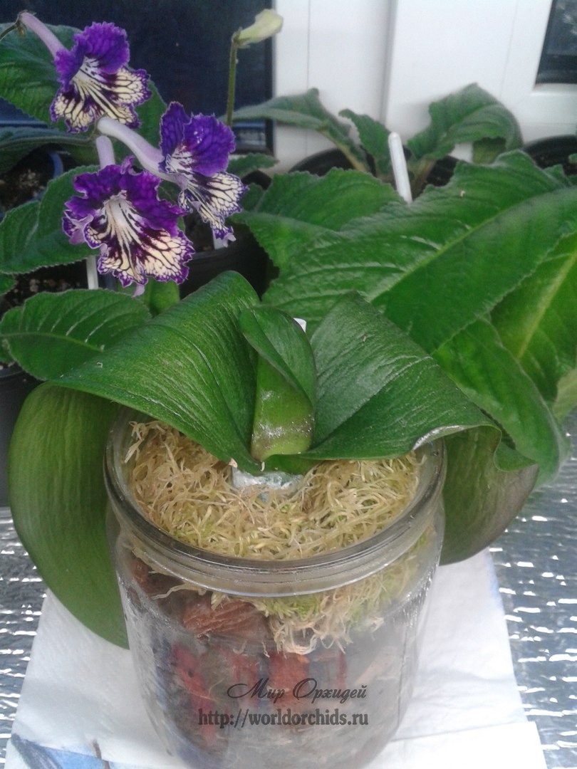 реанимация орхидеи наращивание корней метод аксеновой