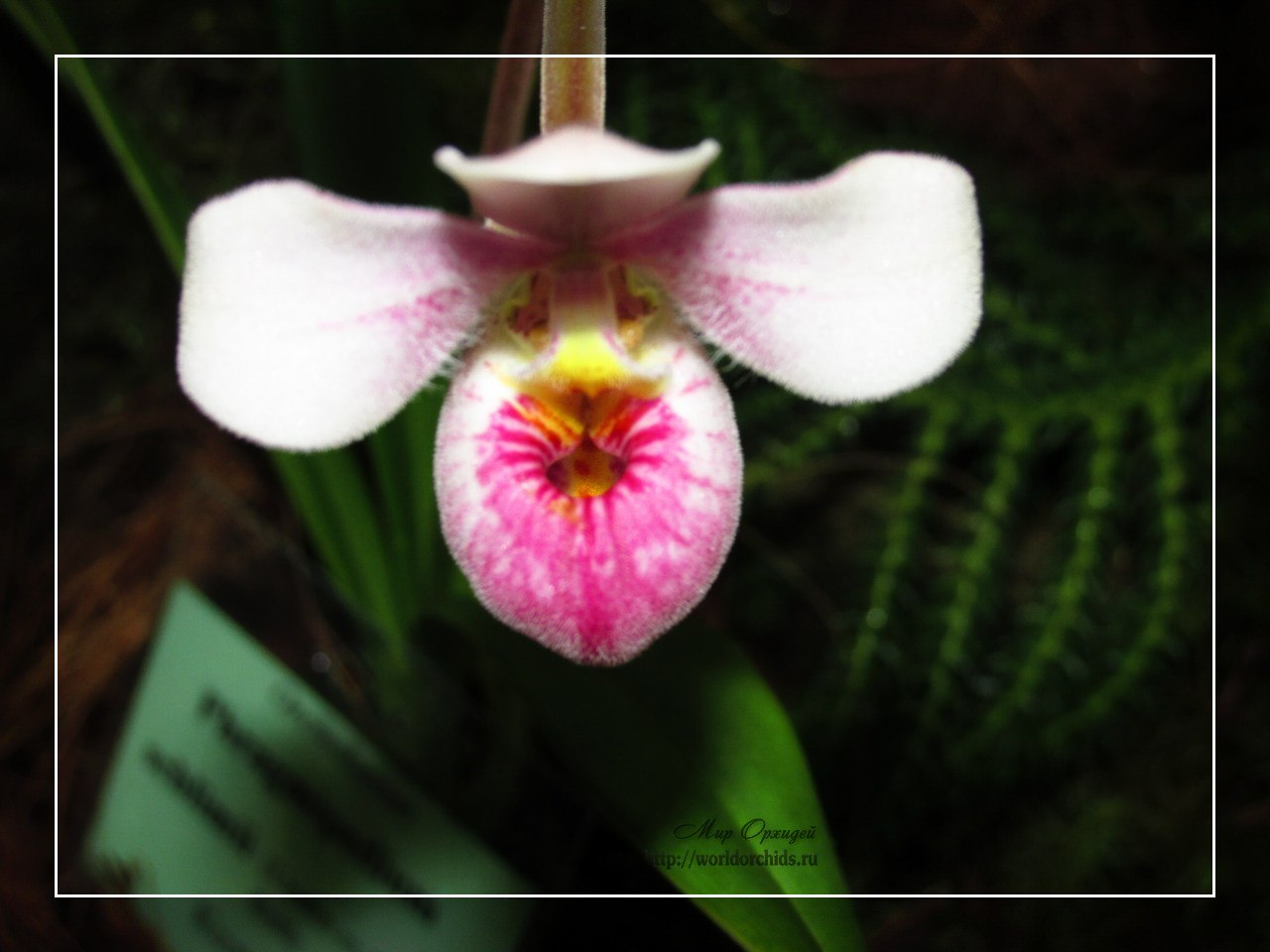 выставка орхидей "Осколки радуги"
