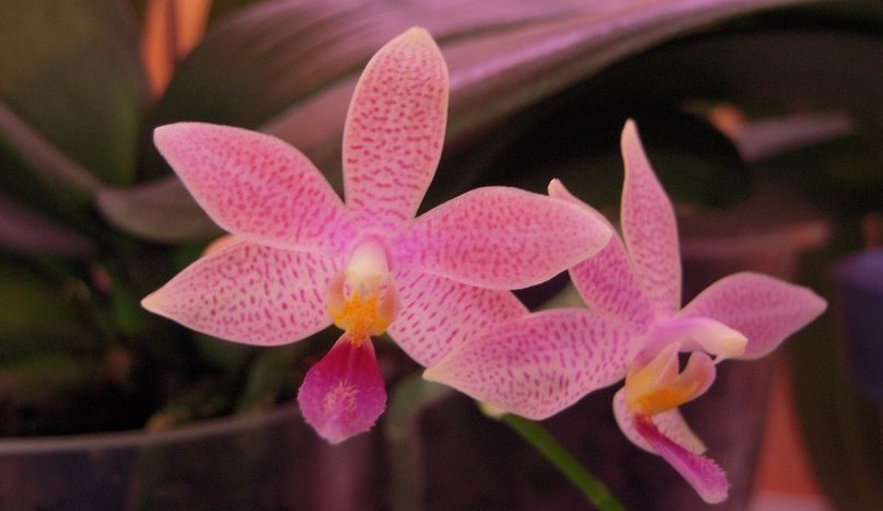 сортовые орхидей