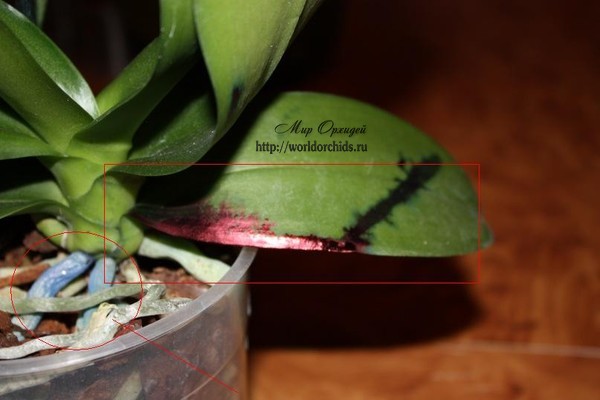 укол на синей орхидее