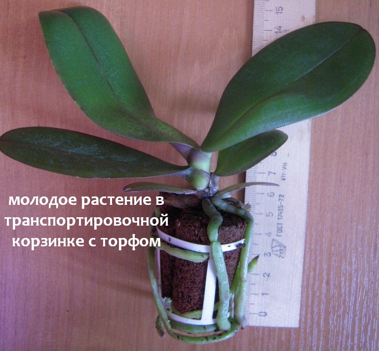 молодое растение в торфяной корзинке